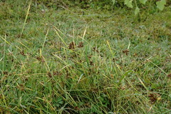 Cyperus glaber