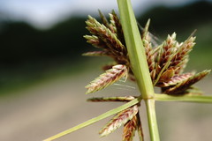 Cyperus glaber