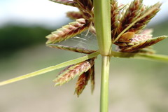 Cyperus glaber