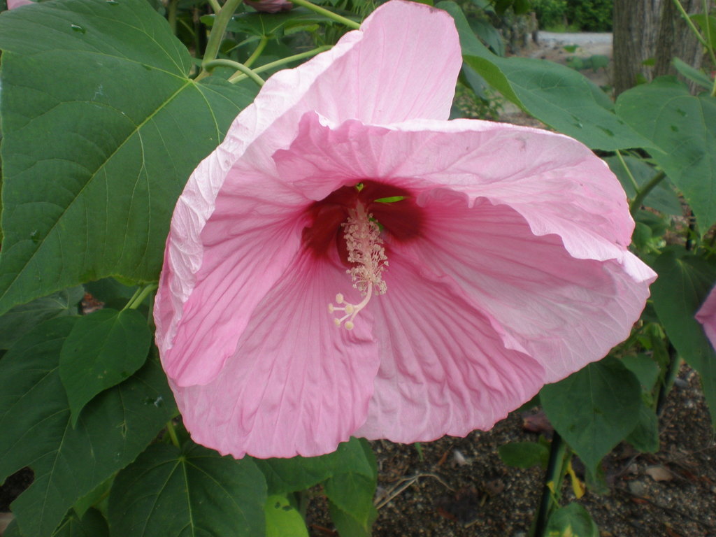 swamp-rose-mallow-houston-arboretum-plant-guide-naturalista-mexico