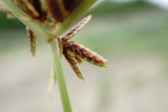 Cyperus glaber