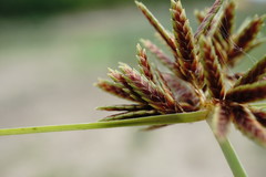 Cyperus glaber