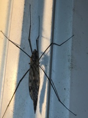 Tipula metacomet