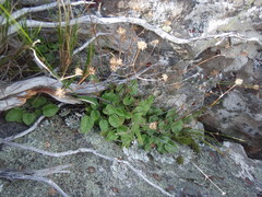 Hermas capitata