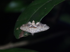 Hypenagonia