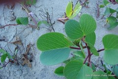 Ipomoea pes-caprae brasiliensis