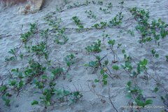 Ipomoea pes-caprae brasiliensis