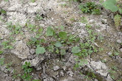 Oxybasis chenopodioides