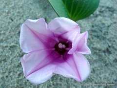Ipomoea pes-caprae brasiliensis