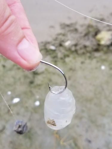 Southern Moon Jelly photographed in Texas