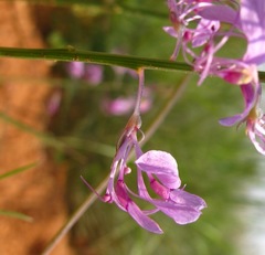 Cleome maculata