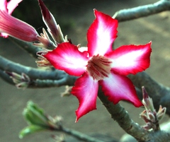 Adenium multiflorum