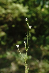 Asperula supina
