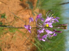 Cleome maculata