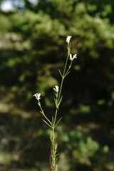 Asperula supina