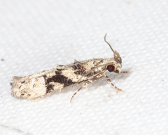 Coleotechnites atrupictella