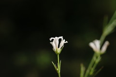 Asperula supina