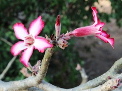 Adenium multiflorum