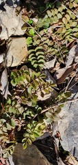 Gingidia haematitica