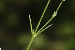 Asperula supina