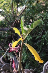 Adenium multiflorum