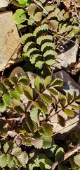 Gingidia haematitica