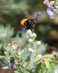 Megachilini