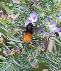 Megachilini