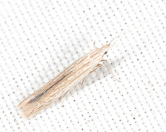 Coleophora quadruplex