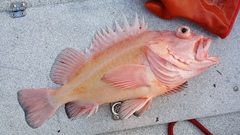 Sebastes ruberrimus