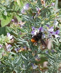 Megachilini
