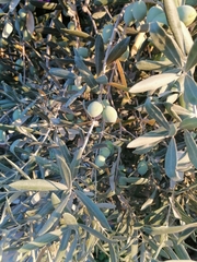 Olea europaea