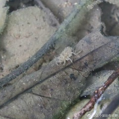 Crocothemis servilia