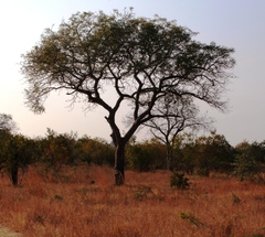 Sclerocarya birrea caffra