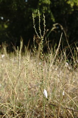 Thymelaea passerina