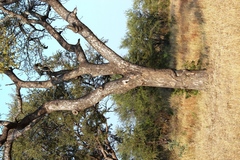 Sclerocarya birrea caffra