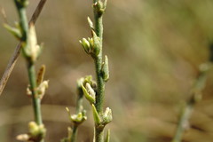Thymelaea passerina