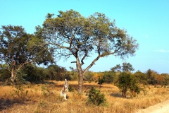 Sclerocarya birrea caffra