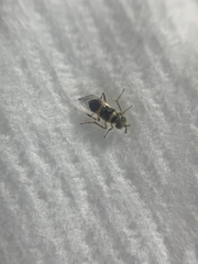 Encyrtinae
