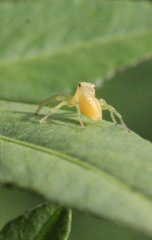 Epocilla calcarata