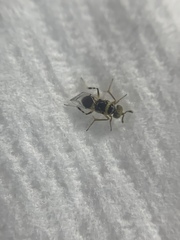 Encyrtinae