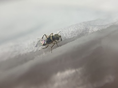Encyrtinae