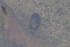 Tropisternus collaris