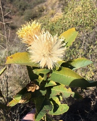 Hyaloseris salicifolia