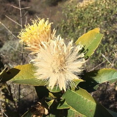 Hyaloseris salicifolia