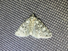 Acronicta fragilis