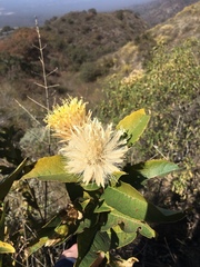 Hyaloseris salicifolia