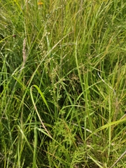 Artemisia tanacetifolia