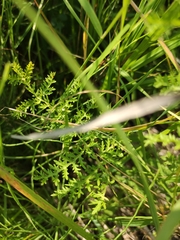 Artemisia tanacetifolia