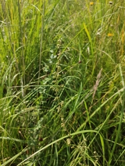 Artemisia tanacetifolia